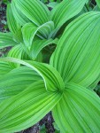 Green Corn Lily new foliage