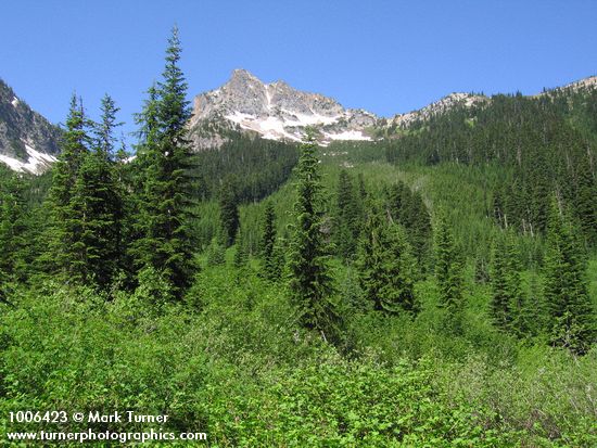 Abies lasiocarpa; Salix sp.