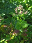 Western Meadowrue female blossoms & foliage