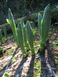 Green Corn Lily emerging foliage, backlit