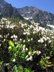 White Heather w/ Ragged Ridge bkgnd