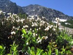 White Heather w/ Ragged Ridge bkgnd