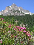 Pink Heather w/ Ragged Ridge bkgnd