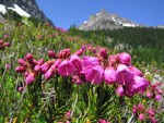 Pink Heather w/ Ragged Ridge bkgnd