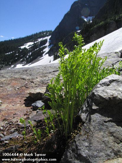 Cryptogramma acrostichoides