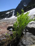 American Rockbrake (Parsley Fern) emerging foliage