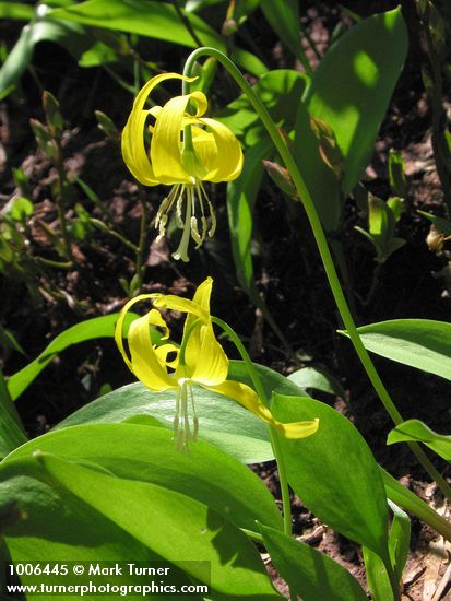 Erythronium grandiflorum