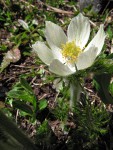 Western Pasqueflower