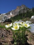 Western Pasqueflowers w/ Ragged Ridge bkgnd