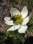 Flower Long-horned Beetle [Pachyta armata] on Western Pasqueflower blossom