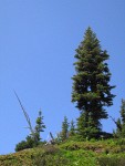 Subalpine Fir against blue sky