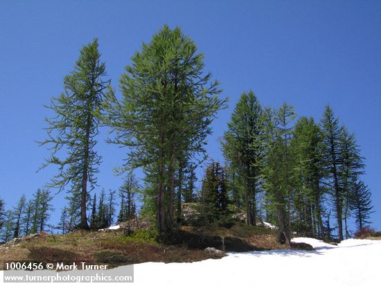 Larix lyallii