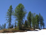 Subalpine Larches against blue sky