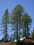 Subalpine Larches against blue sky