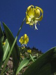 Glacier Liliy against blue sky