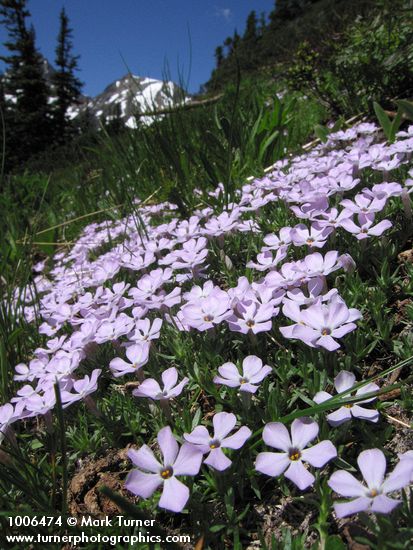 Phlox diffusa