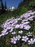 Spreading Phlox