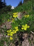 Brandegee's Lomatium