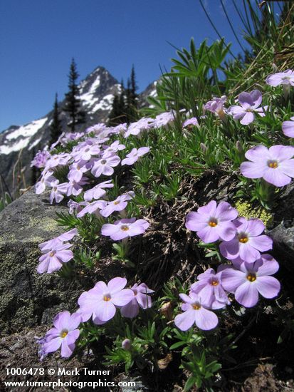 Phlox diffusa