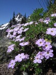 Spreading Phlox