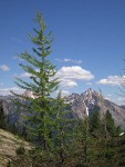 Subalpine Larches