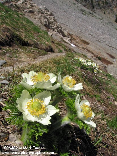 Anemone occidentalis
