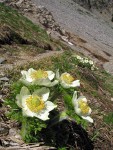 Western Pasqueflowers below trail at Easy Pass