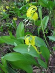 Glacier Lilies