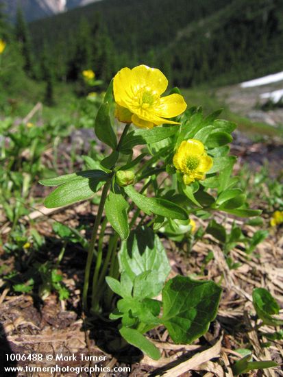 Ranunculus eschscholtzii