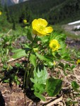 Snowpatch Buttercups