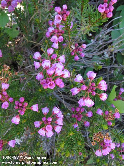 Phyllodoce empetriformis