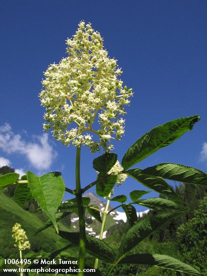 Sambucus racemosa