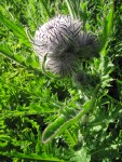 Edible Thistle flower buds & foliage, backlit