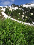 Sitka Valerian w/ Hidden Lake Peaks ridge bkgnd