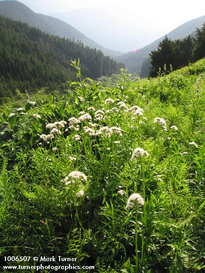 Valeriana sitchensis