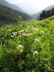 Sitka Valerian backlit w/ view to Cascade River bkgnd