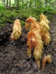 Pinesap emerging from ground
