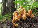 Pinesap emerging from ground
