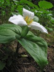 Western Trillium