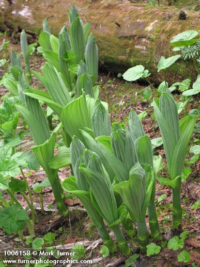 Veratrum viride