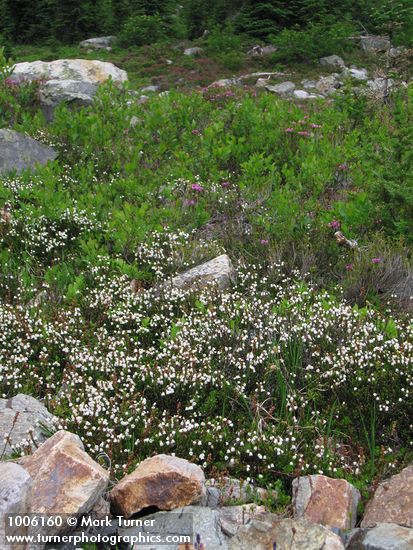 Cassiope mertensiana