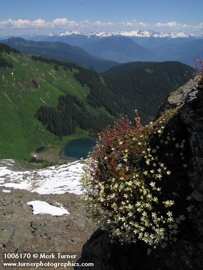Saxifraga bronchialis