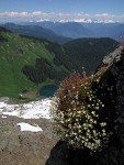 Spotted Saxifrage on cliff above Sauk Lake