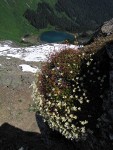 Spotted Saxifrage on cliff above Sauk Lake