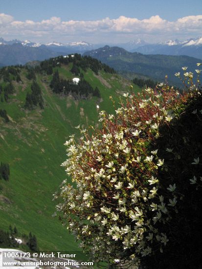 Saxifraga bronchialis