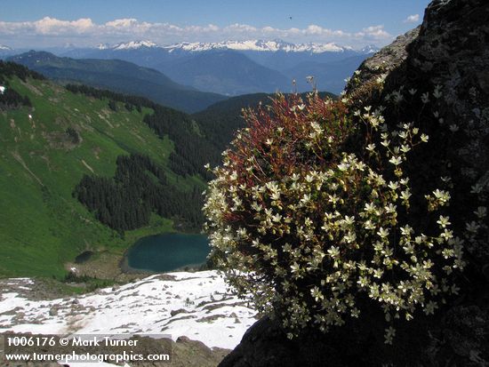 Saxifraga bronchialis