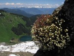 Spotted Saxifrage on cliff above Sauk Lake