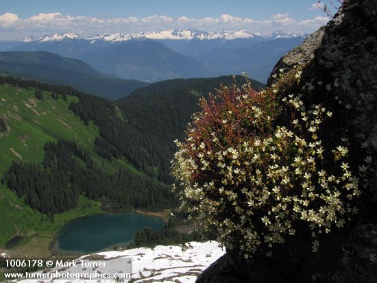 Saxifraga bronchialis