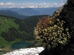 Spotted Saxifrage on cliff above Sauk Lake