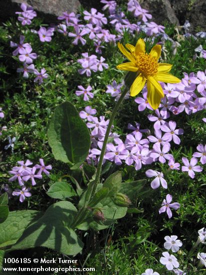 Arnica mollis; Phlox diffusa